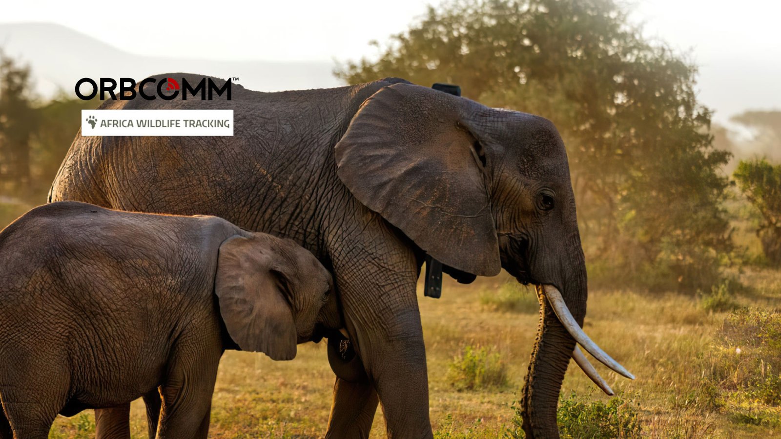 ORBCOMM's IoT Tech to Help Africa Wildlife Tracking for Conservation